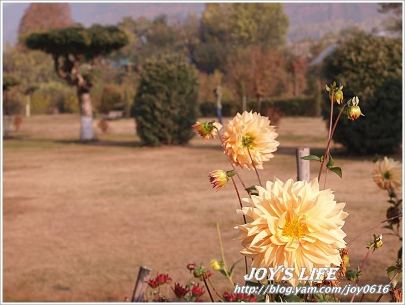 【印度】Heritage Mughal Garden Shalimar - nurseilife.cc