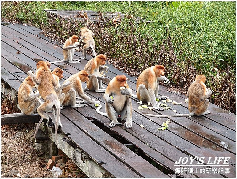 【沙巴山打根】別處看不到，錯過可惜!!拉卜灣長鼻猴保育區Labuk Bay - nurseilife.cc