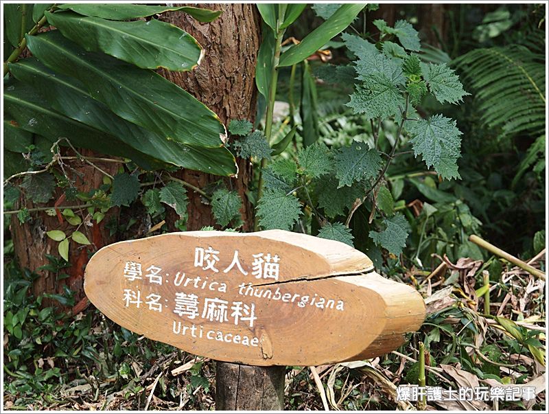 【南投鹿谷】避暑享受森林浴的好地方 溪頭自然教育園區 - nurseilife.cc