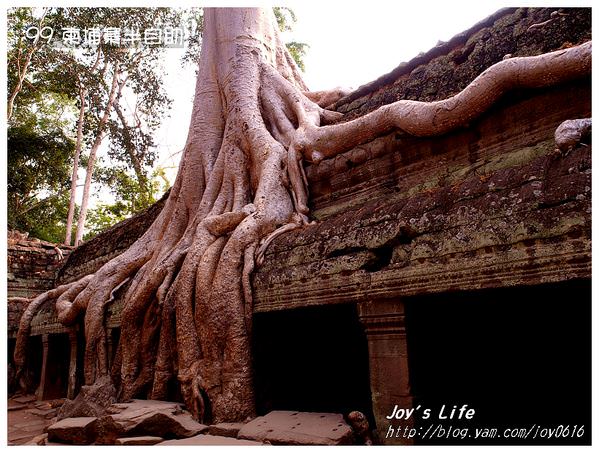 【Angkor】Ta Prohm 塔普倫寺 - nurseilife.cc