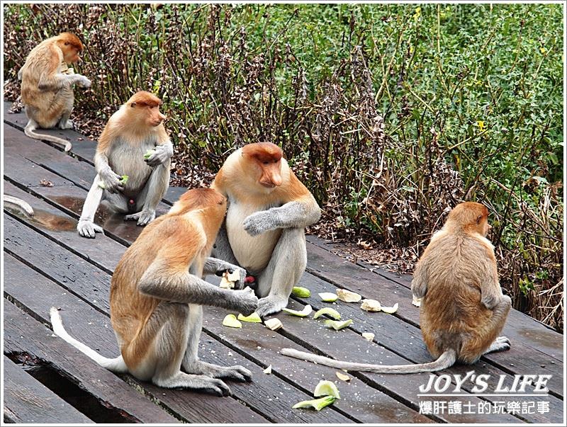 【沙巴山打根】別處看不到，錯過可惜!!拉卜灣長鼻猴保育區Labuk Bay - nurseilife.cc