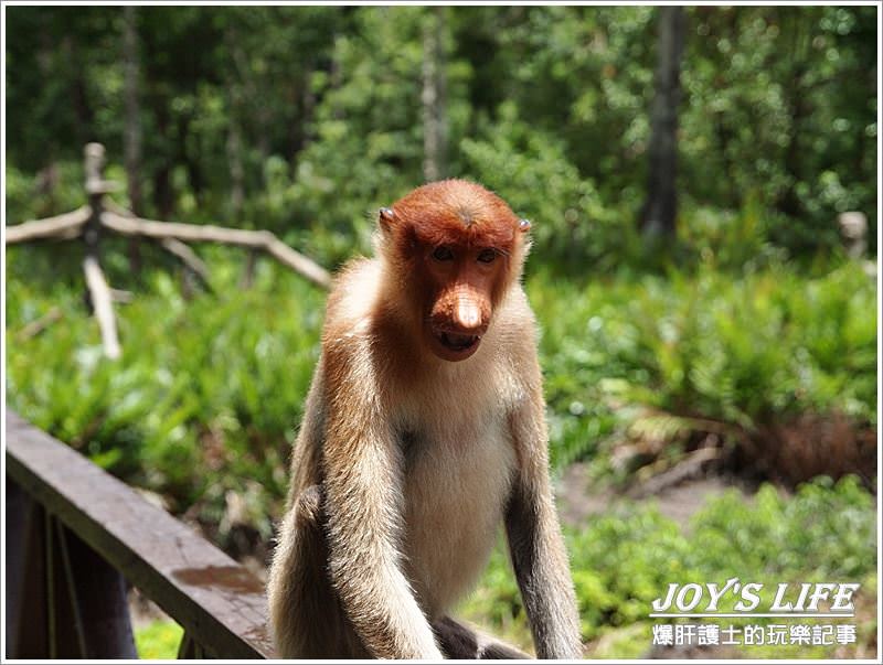 【沙巴山打根】別處看不到，錯過可惜!!拉卜灣長鼻猴保育區Labuk Bay - nurseilife.cc