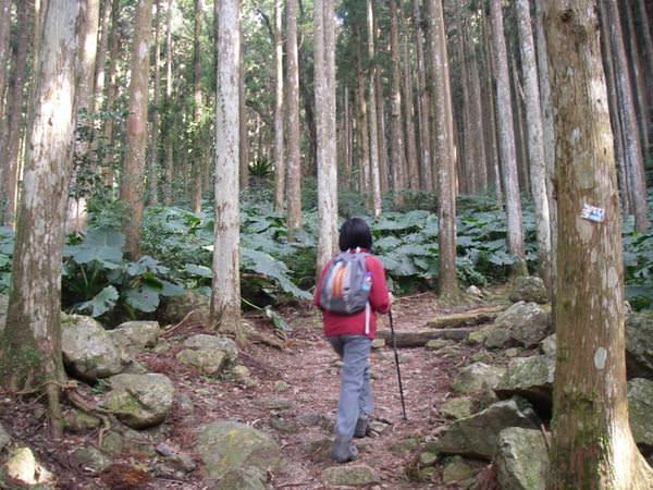 北插天山--探訪山毛櫸的故鄉 - nurseilife.cc