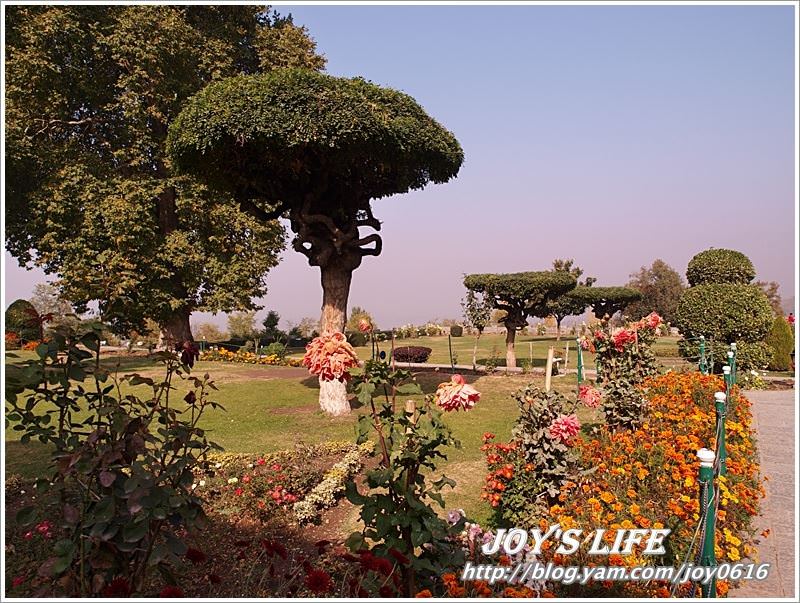 【印度】Mughal Garden Cheshmashahie - nurseilife.cc