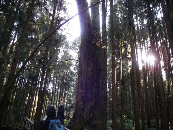 阿里山森林遊樂區--賞櫻散步去~ - nurseilife.cc