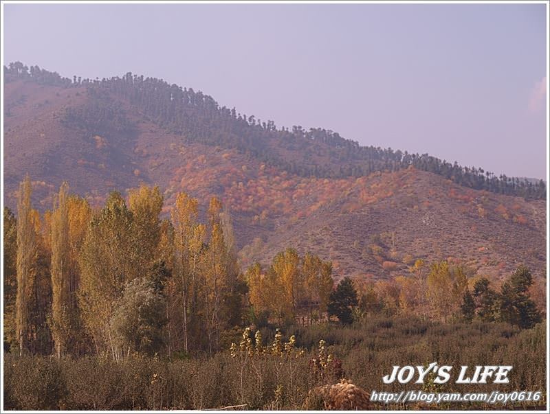 【印度】前往渡假勝地Pahalgam,途經番紅花產地喝番紅花茶~ - nurseilife.cc