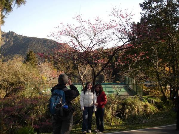 阿里山森林遊樂區--賞櫻散步去~ - nurseilife.cc