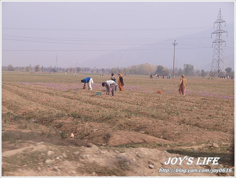 【印度】前往渡假勝地Pahalgam,途經番紅花產地喝番紅花茶~ - nurseilife.cc