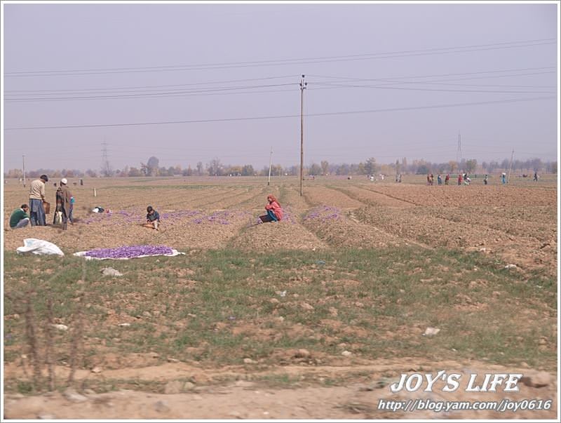 【印度】前往渡假勝地Pahalgam,途經番紅花產地喝番紅花茶~ - nurseilife.cc