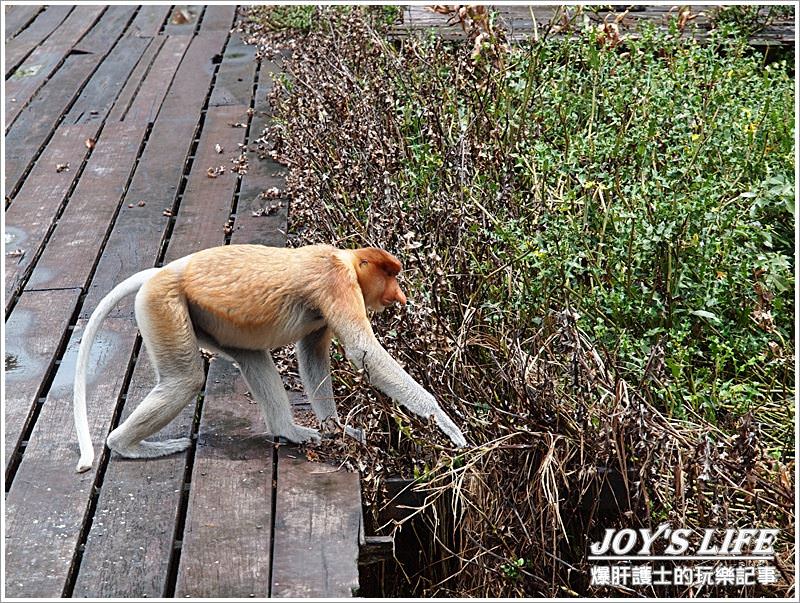 【沙巴山打根】別處看不到，錯過可惜!!拉卜灣長鼻猴保育區Labuk Bay - nurseilife.cc