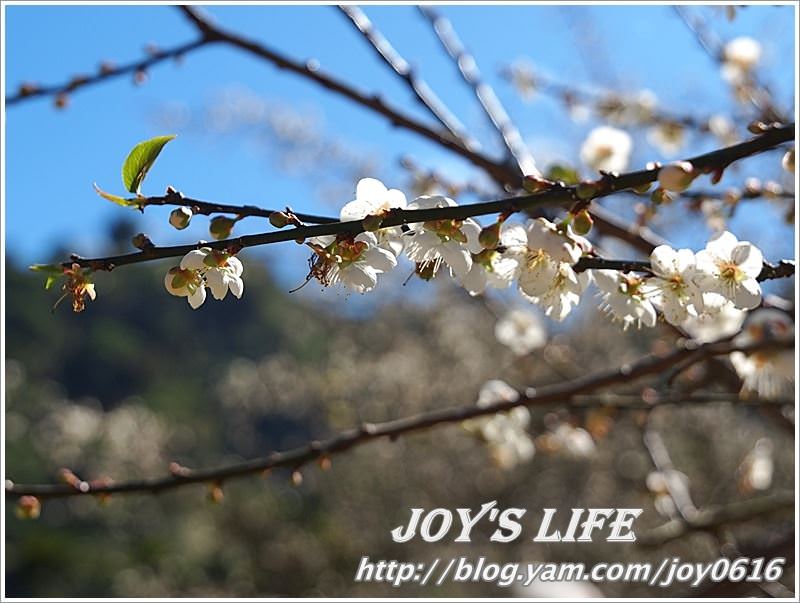 【南投】春風吹雪，牛稠坑野餐賞梅去~ - nurseilife.cc