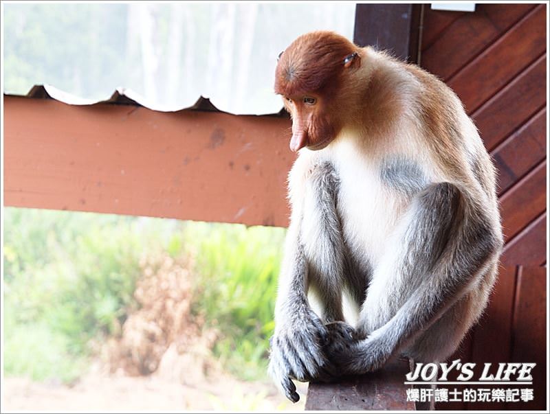 【沙巴山打根】別處看不到，錯過可惜!!拉卜灣長鼻猴保育區Labuk Bay - nurseilife.cc