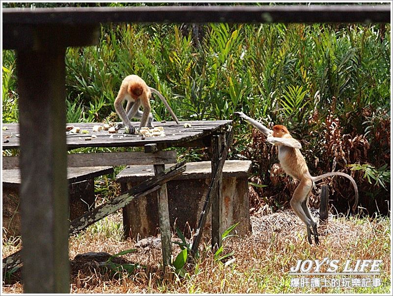 【沙巴山打根】別處看不到，錯過可惜!!拉卜灣長鼻猴保育區Labuk Bay - nurseilife.cc