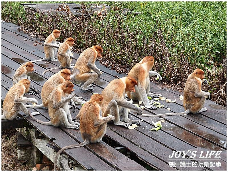 【沙巴山打根】別處看不到，錯過可惜!!拉卜灣長鼻猴保育區Labuk Bay - nurseilife.cc