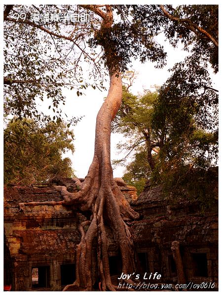 【Angkor】Ta Prohm 塔普倫寺 - nurseilife.cc