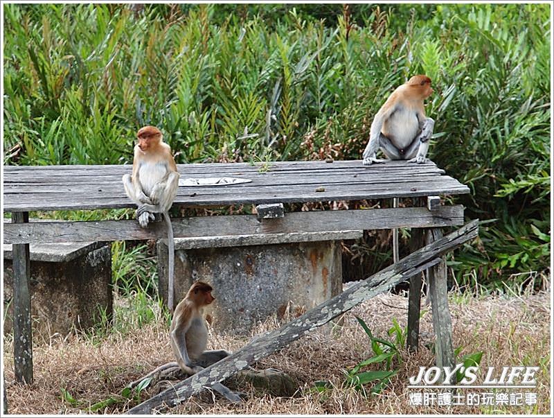 【沙巴山打根】別處看不到，錯過可惜!!拉卜灣長鼻猴保育區Labuk Bay - nurseilife.cc