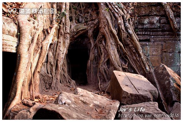 【Angkor】Ta Prohm 塔普倫寺 - nurseilife.cc