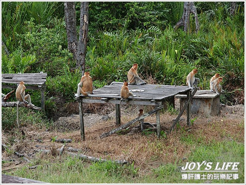 【沙巴山打根】別處看不到，錯過可惜!!拉卜灣長鼻猴保育區Labuk Bay - nurseilife.cc