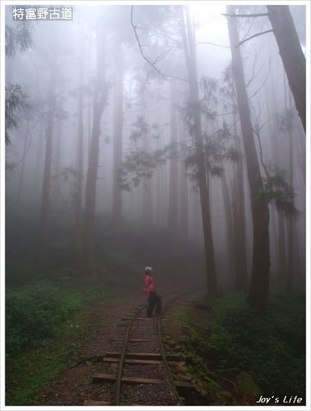 【嘉義阿里山】迷霧‧特富野古道 - nurseilife.cc