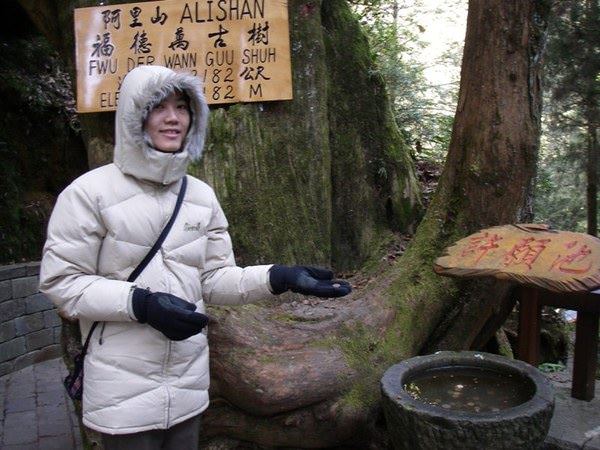 阿里山森林遊樂區--賞櫻散步去~ - nurseilife.cc