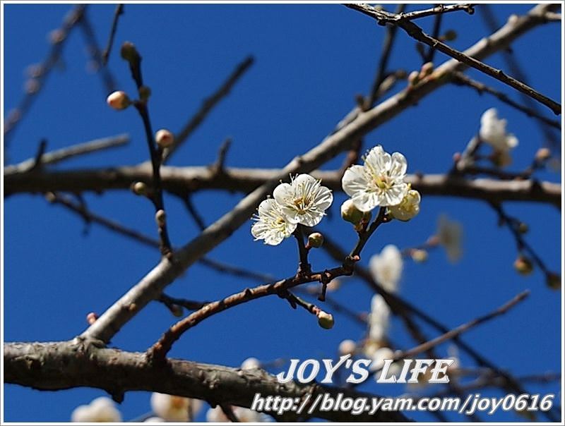 【南投】春風吹雪，牛稠坑野餐賞梅去~ - nurseilife.cc