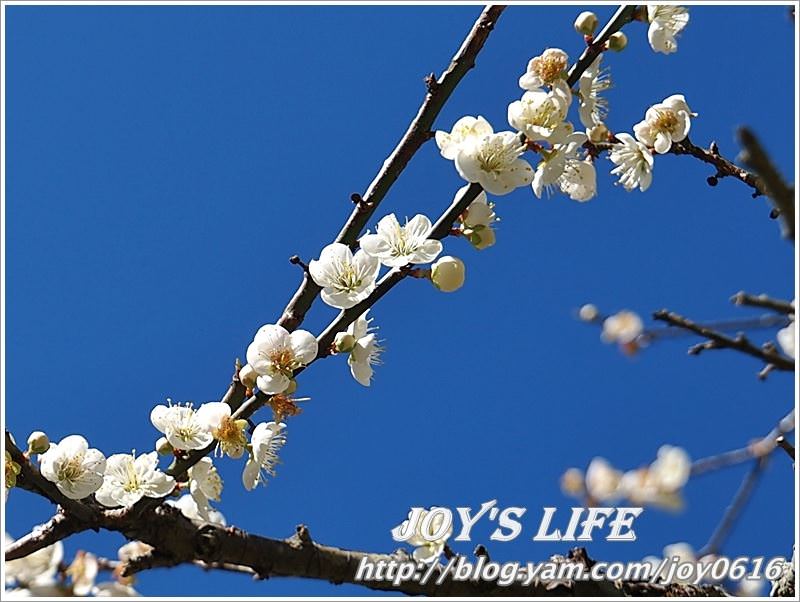 【南投】春風吹雪，牛稠坑野餐賞梅去~ - nurseilife.cc