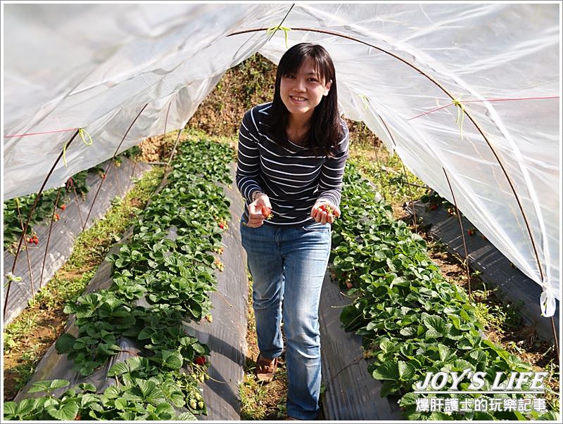 【苗栗 大湖】湖丘有機草莓園 有緣才吃得到的無毒草莓 - nurseilife.cc