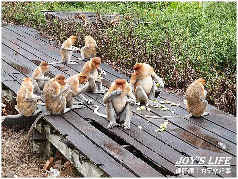 【沙巴山打根】別處看不到，錯過可惜!!拉卜灣長鼻猴保育區Labuk Bay - nurseilife.cc