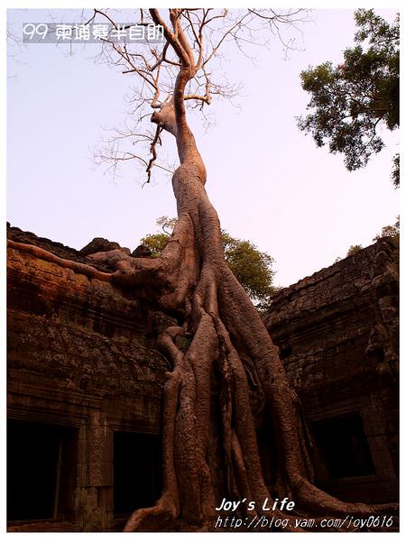 【Angkor】Ta Prohm 塔普倫寺 - nurseilife.cc