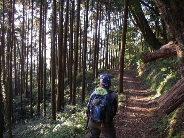 北插天山--探訪山毛櫸的故鄉 - nurseilife.cc