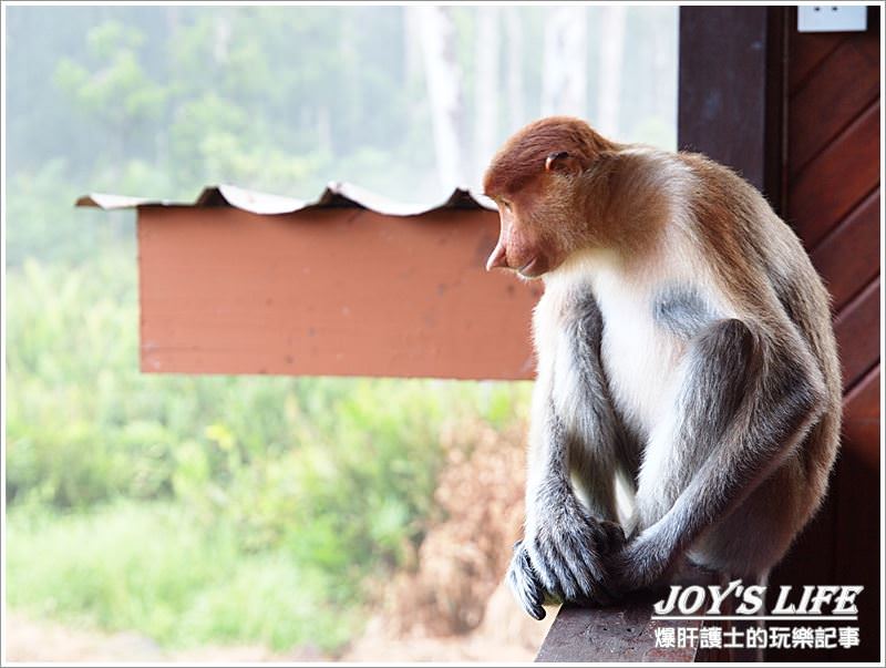 【沙巴山打根】別處看不到，錯過可惜!!拉卜灣長鼻猴保育區Labuk Bay - nurseilife.cc