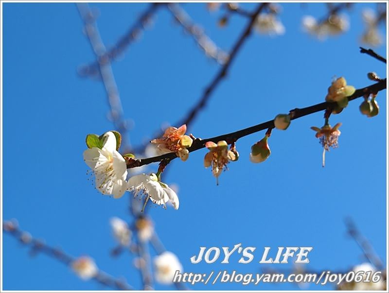 【南投】春風吹雪，牛稠坑野餐賞梅去~ - nurseilife.cc