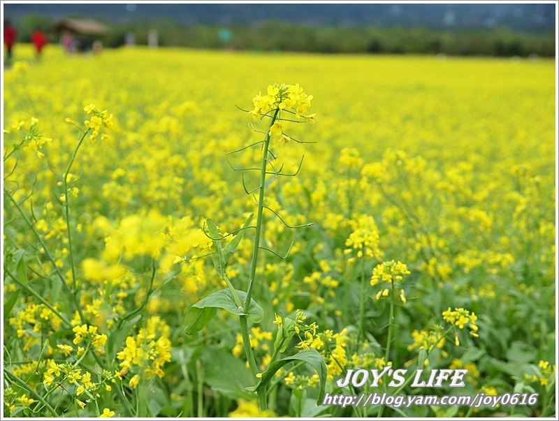 【花蓮光復】大農大富平地森林園區 - nurseilife.cc