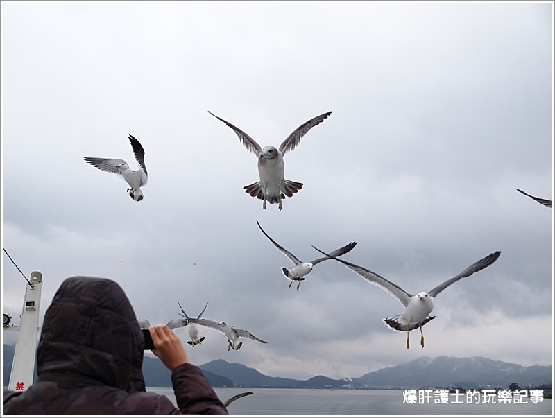 【京都/天橋立】天橋立觀光船 一の宮線 與海鷗同遊共賞宮津灣 - nurseilife.cc