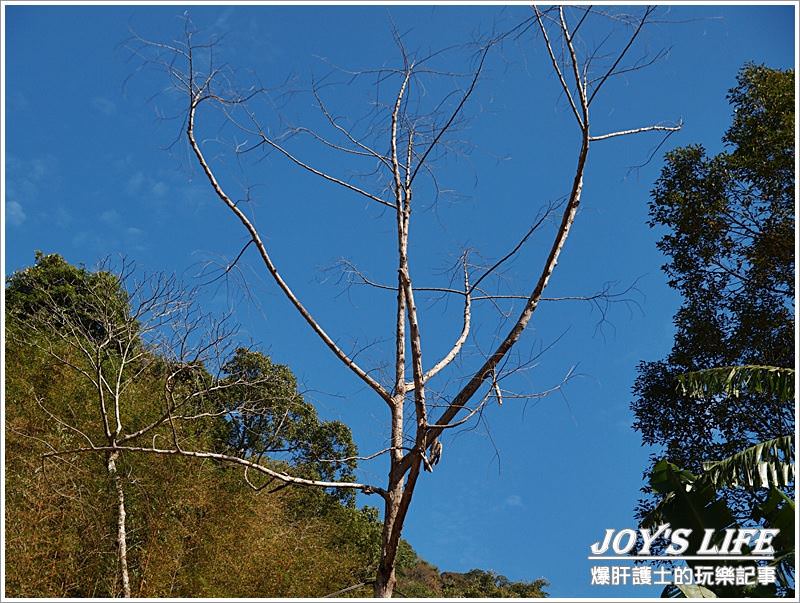 【苗栗 大湖】湖丘有機草莓園 有緣才吃得到的無毒草莓 - nurseilife.cc