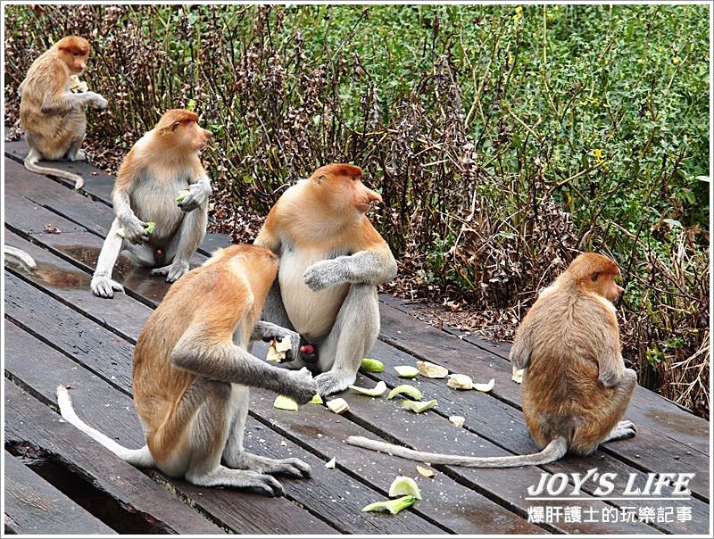 【沙巴山打根】別處看不到，錯過可惜!!拉卜灣長鼻猴保育區Labuk Bay - nurseilife.cc