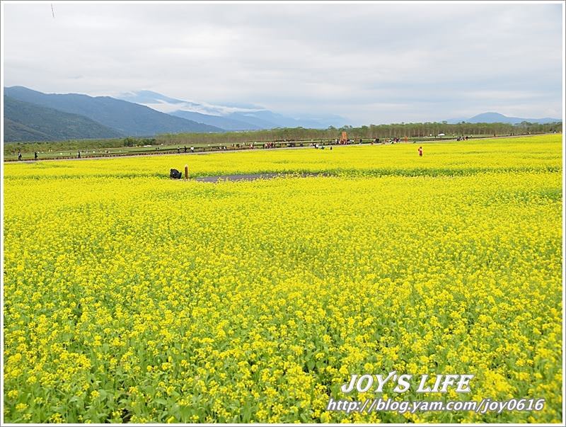 【花蓮光復】大農大富平地森林園區 - nurseilife.cc