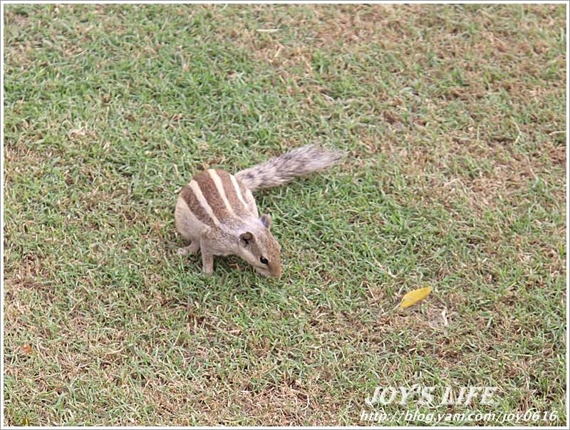 【印度】Agra Fort 阿格拉堡<世界文化遺產> - nurseilife.cc