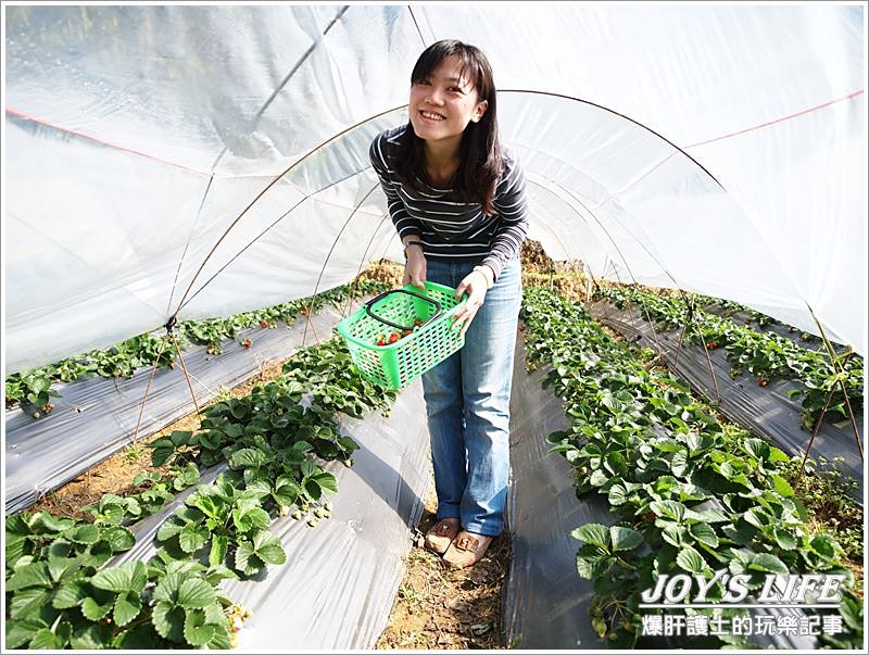 【苗栗 大湖】湖丘有機草莓園 有緣才吃得到的無毒草莓 - nurseilife.cc