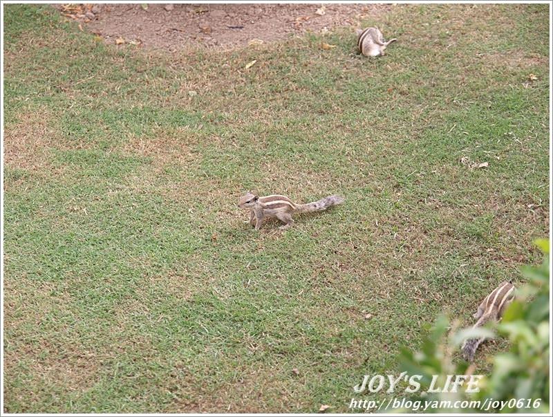 【印度】Agra Fort 阿格拉堡<世界文化遺產> - nurseilife.cc