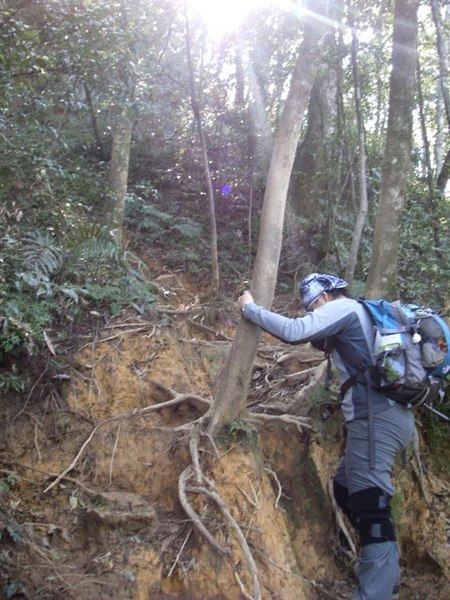 北插天山--探訪山毛櫸的故鄉 - nurseilife.cc