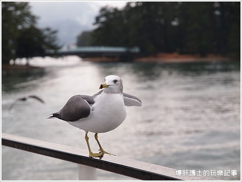 【京都/天橋立】天橋立觀光船 一の宮線 與海鷗同遊共賞宮津灣 - nurseilife.cc