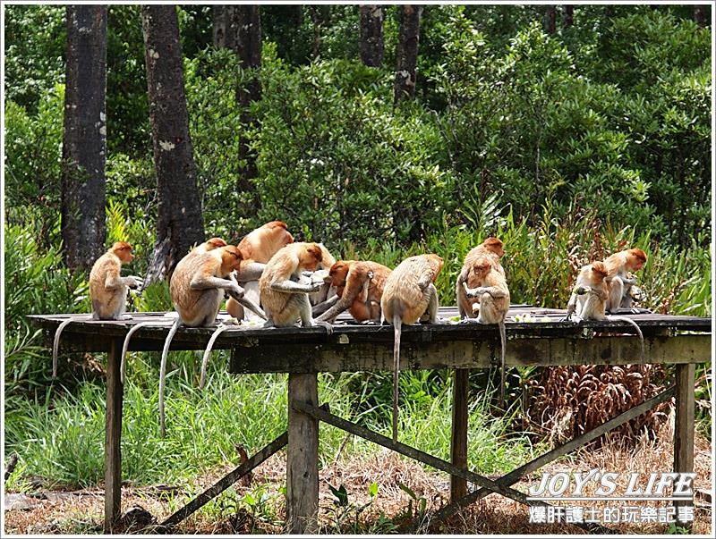 【沙巴山打根】別處看不到，錯過可惜!!拉卜灣長鼻猴保育區Labuk Bay - nurseilife.cc