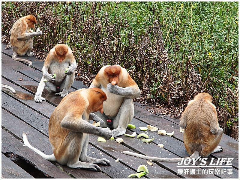 【沙巴山打根】別處看不到，錯過可惜!!拉卜灣長鼻猴保育區Labuk Bay - nurseilife.cc