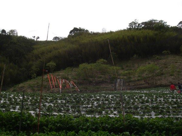 雪霸草莓園--上山採草莓 - nurseilife.cc