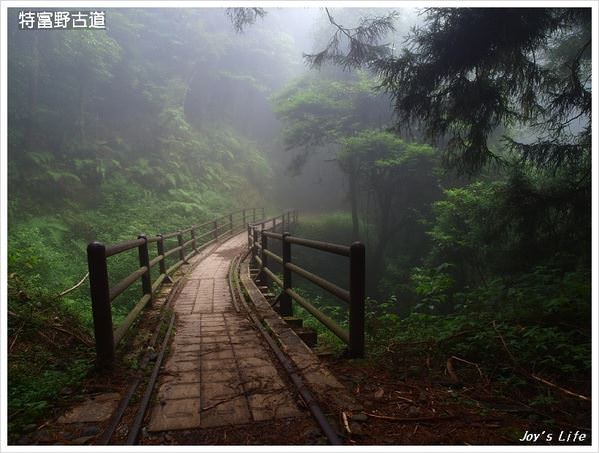 【嘉義阿里山】迷霧‧特富野古道 - nurseilife.cc