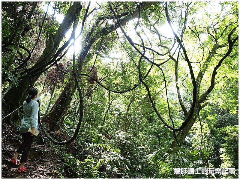 【新北住宿】空氣中滿滿的芬多精 一秒到雨林的住宿@大板根森林溫泉渡假村 - nurseilife.cc