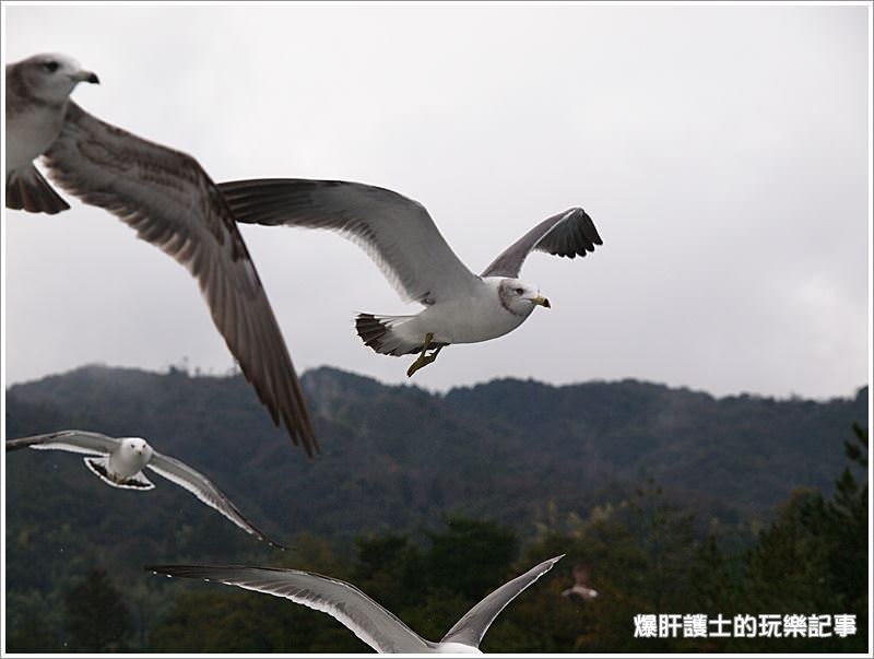 【京都/天橋立】天橋立觀光船 一の宮線 與海鷗同遊共賞宮津灣 - nurseilife.cc