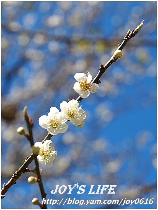 【南投】春風吹雪，牛稠坑野餐賞梅去~ - nurseilife.cc