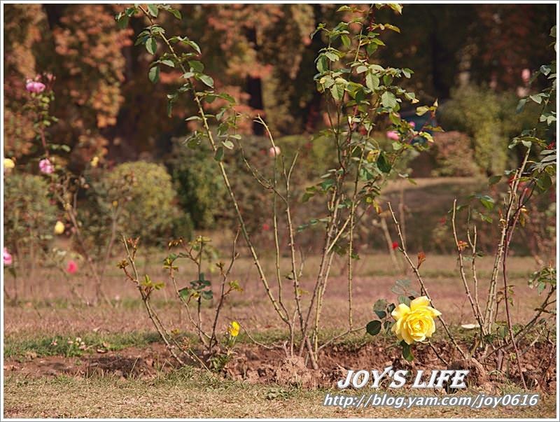 【印度】Mughal Garden Nishat 最有名的花園 - nurseilife.cc